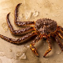 (주)빌리온푸드 Live King Crab 활 킹크랩 [레드] 2kg(1.9-2.1kg), 1마리, 1.9kg - 2.1kg내외