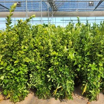 목하원예조경 황금사철나무 묘목 (H0.8전후)