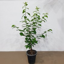 청왕매실나무 화분묘 접목1년생 화분채배송, 1개