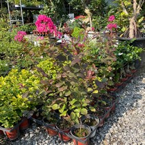 목백일홍 5개묶음 노지월동 배롱나무 야생화, 5개