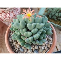 다육이 축전