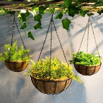 카페 인테리어 코코넛 야자수 화분, 소, 1개