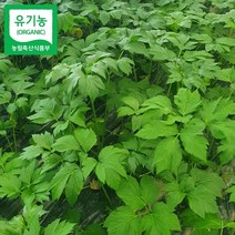 박정국 농부의 유기농 신선초 2kg, 단품