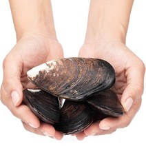 해녀당일채취 서해 자연산 홍합 섭 담치 특대 대왕사이즈, 대담치2kg(30-45미내외)