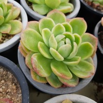 [해뜰다육] 라즈아가 다육식물 선인장