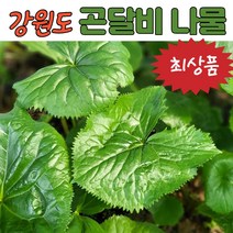 (최상품) 강원도 곤달비 나물 곰취 봄나물 쌈채소 쌈야채 600g 1kg 2kg, (3) 곤달비 나물 2kg, 1개