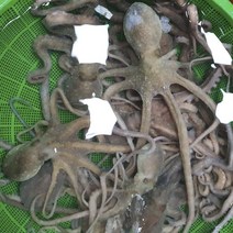 생물 산낙지 탕탕이용 활 낙지, 1마리, (중산) 산낙지 대 1마리 (300g전후)