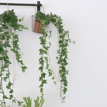 긴 아이비(Ivy) 식물, 긴아이비(70cm내외)