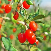 구기자 /고지베리 / 슈퍼푸드! / 실1년생 20주 MT23-1