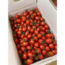 고당도 대추 방울토마토 2.5kg 5kg 충구네도마도 산지직송 당일수확, 대추방울토마토 2.5kg (1~2과)