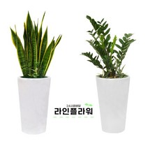 장흥꽃배달 장흥꽃집 개업화분, 소품, 05 안스리움