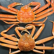 [수율보장][선주직송][당일조업]구룡포 프리미엄 국내산 박달대게 명품대게 속이 꽉 찬 일등수산, [명품대게] (중) 9cm이상 3마리