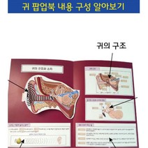 우리몸 귀의구조 소리전달 책만들기 홈스쿨 과학교구 사이언스키트 어린이