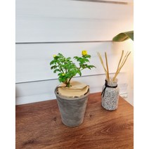 adonis amurensis 복수초 야생화 노지월동 서비내 무호화훼 서비야드