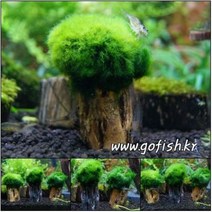 팝아쿠아 모스볼활착 초야유목 (5cm) 1개