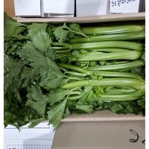 새벽들 국내산 샐러리, 5kg