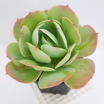 둥근잎비취후리데 다육이 가을다유기 다육식물1-50, 단품