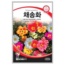 채송화 씨앗 2000립 A0282