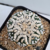 [메카다육]33-0626 선인장 슈퍼투구(국내실생)화분포함 다육식물, 1개