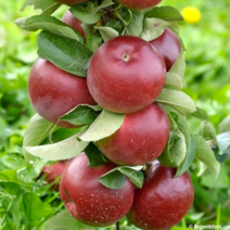 [라이브묘목농원] 기둥사과R3 결실주 분묘 미니사과나무, 1개