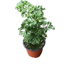 그린플랜트 공기정화식물 나비폴리셔스 식물 화분 황금폴리셔스, 1개, 색상랜덤