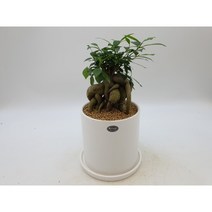 인삼벤자민 화이트대화분(15x15)