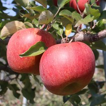 2022년 햇사과 부사 강원도 삼척 하장 사과 5kg 고랭지사과 사과선물세트, 사과 5kg(16과내)