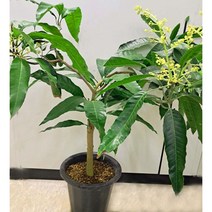 [이삽저삽]애플망고나무화분(키110cm내외/9치화분포함)단품 5년생 열대과일나무 개화주 애플망고열매 비타민A.C.E 칼륨 풍부/실내플랜테리어 관상용