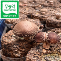 GAP 인증 친환경 무농약 국내산 생표고버섯 국산 참나무 표고버섯 (9032), 명품 표고버섯, 특상_2kg