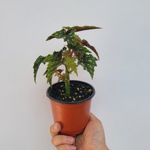 이즈모노커리보시 베고니아 소품 15-25cm 79, 1개