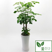 [개발선인장꽃] 꽃친구 녹보수 나무 개업 축하 집들이 화분 전국 당일배송