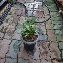 30~50cm 귤나무 과실수 중대품 149, 1개