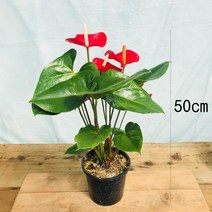 청년농부 안시륨 안시리움