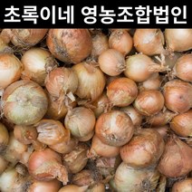 산지직송 무안양파 장아찌용 양파 3kg 5kg 10kg, 1개