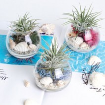 공기정화 천연 가습 DIY 테라리움 틸란드시아 이오난사 스칸디아모스, 미니단지 DIY, 아이스블루