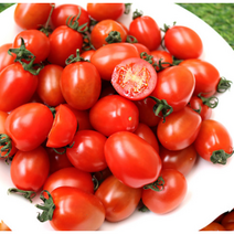 대추 방울 토마토 1kg/2kg/5kg 최상급 저렴한 가격, 1KG