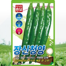 장신 청양고추 씨앗 청양고추 씨 종자 30립, 1세트