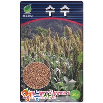 성우 수수씨앗 30g, 수수