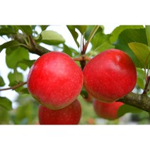 달달농산물 산지직송 꿀사과 가정용(예쁜이)부사 초특가세일 9kg~, 01.가정용A급 (예쁜이) 8.5kg, 대과