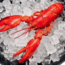 랍스터 자숙 대왕 활 크레이피쉬 스파이니 캐나다 랍스터구이 회 500g~4.8kg, 4~5kg (6~8마리), 자숙 랍스터