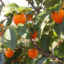 착한가격 나무생각 / 감나무/ 대봉 / 1등묘 / 5주, 주