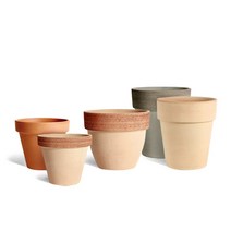 마이플랜트 바소 디그리아 3종 ( 스탠다드 팔라디오 알토 ), 그래피도