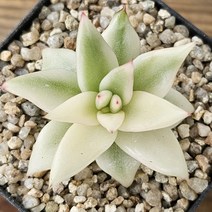 [도감마리아금] 다육금 코노피튬 다육식물 에이플랜트 430 선물 코노피튬 아프리카식물 식물인테리어 다육이 홈가드닝 구근식물 희귀식물 선인장 3049소형식물