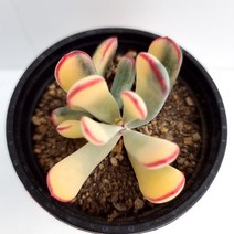 원종방울복랑금 동글동글한 황금 다육이 다육식물1-30랜덤, 단품, 1개