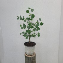 98무배특가 폴리안유칼립투스 외목대 중대형 상태 35-55cm 99