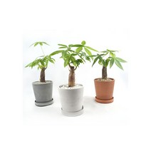 서비내 파키라 외대 money tree 완제품 인테리어 플렌테리어 강화플라스틱 화분 공기정화식물, 그레이