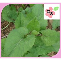 취나물 씨앗(1000립) -참취 곰취 수리취 종자씨앗 꽃씨앗 채소씨앗 구근식물 야생화 약초 포천매화동농장 씨앗모음