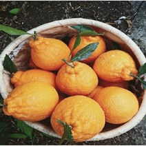 위미농원 서귀포 고당도 하우스한라봉/ 노지한라봉 5kg 10kg, 노지한라봉(혼합과)10kg