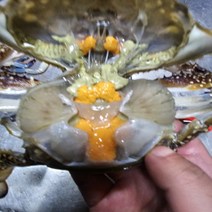 봄꽃게 연평도 꽃게 암꽃게 숫꽃게, 숫꽃게5kg(15-25미)