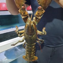 [인천창고] 캐나다 활 랍스타 2kg